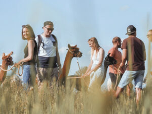 Alpaka Trekking im Allgäu