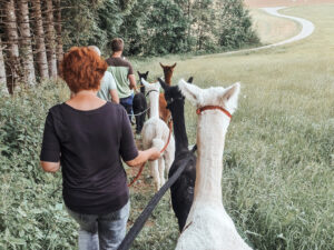 Alpakawanderung über Wiesen