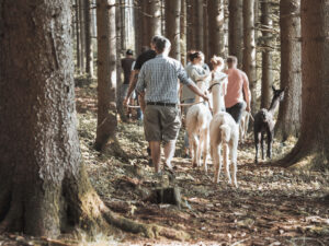 Alpakatrekking im Allgäu