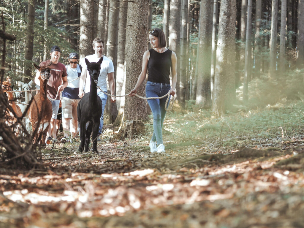 Alpakatrekking durch den Wald