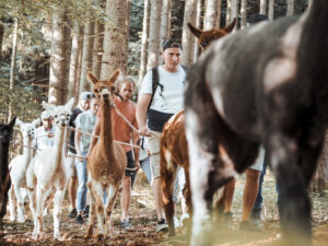 Alpaka Gruppenwanderung