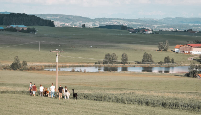 Alpakawanderung im Allgäu