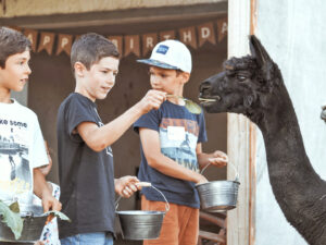 Kindergeburtstag auf dem Alpakahof