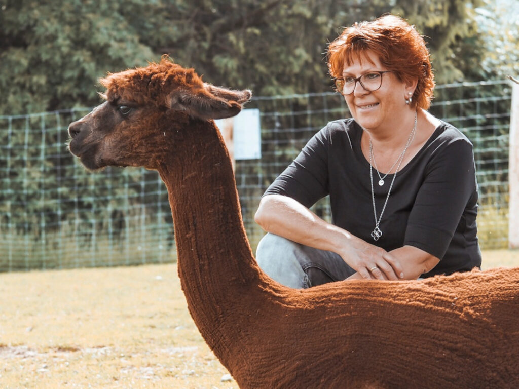 Weidezeit mit Alpakas