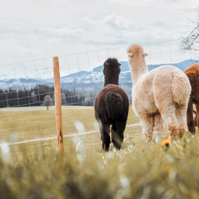 Alpakazeit im Allgäu in Bad Grönenbach