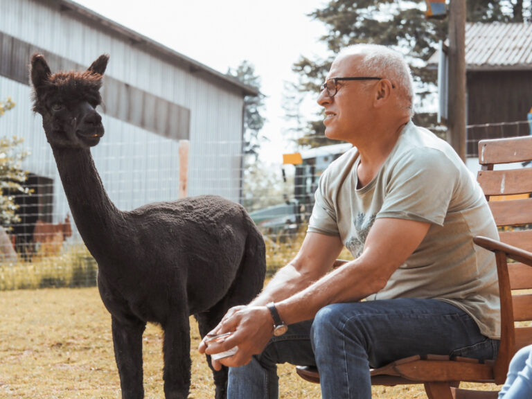Feierabend mit Alpakas in Bad Grönenbach im Allgäu