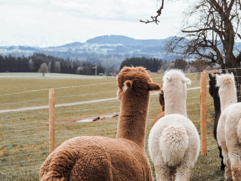 Allgäuer Panorama bei der Alpakazeit bei Memmingen