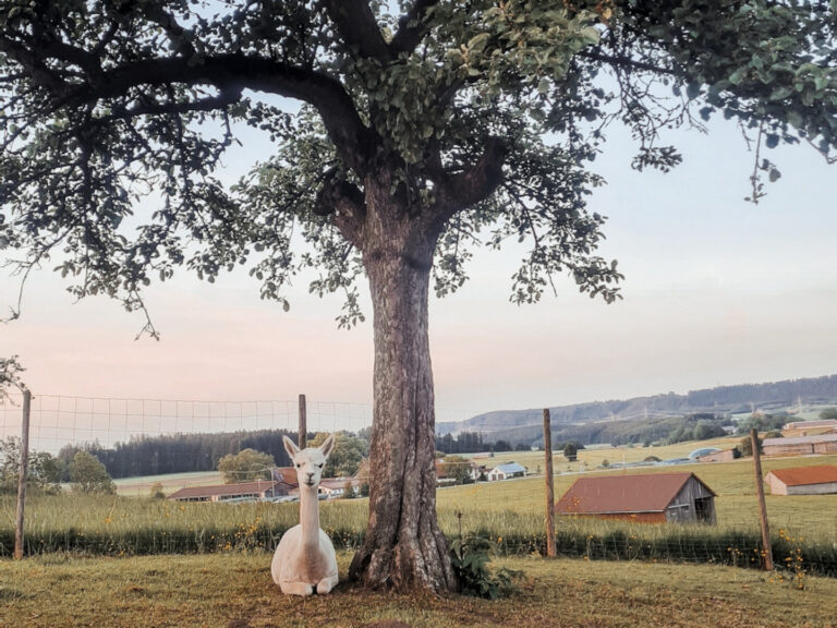 Alpaka-Auszeit als Programm beim Alpaka-Erlebnishof