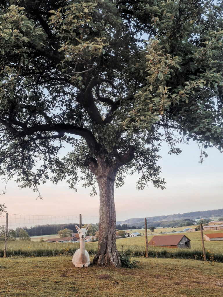 Me-Time auf der Alpakaweide