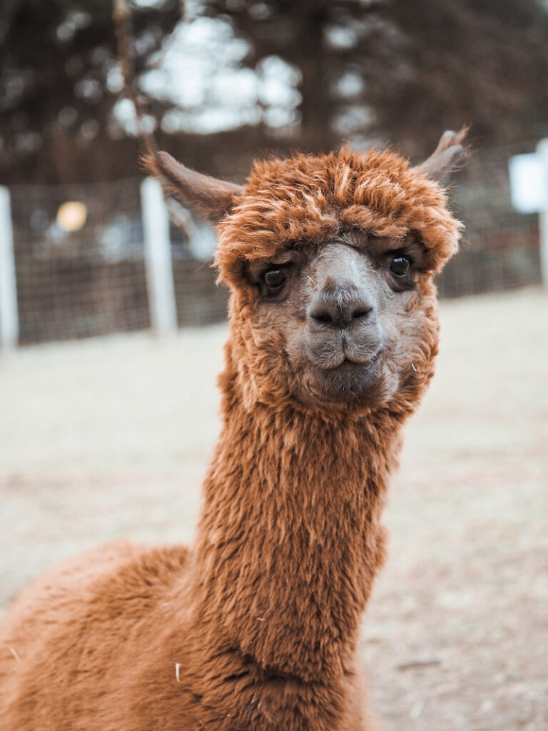 Alpaka-Erlebnishof Allgäu