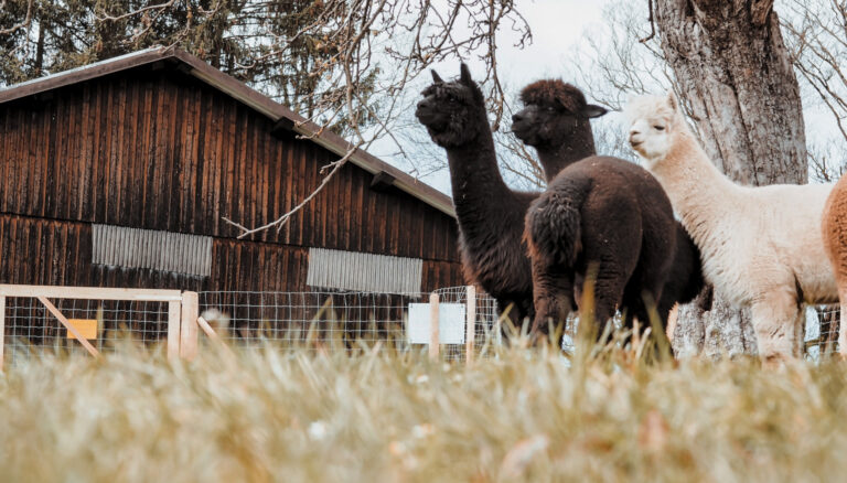 Alpaka-Rauszeit Allgäu