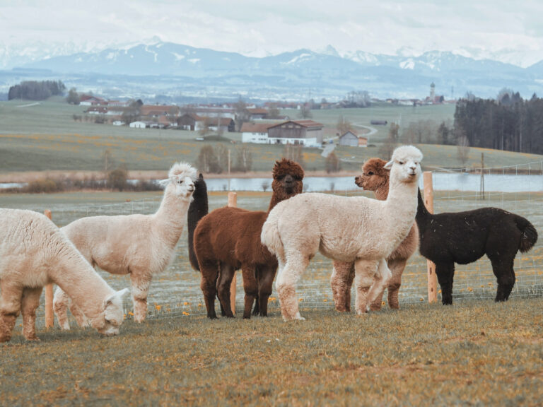 Alpakaherde auf dem Alpakahof im Allgäu