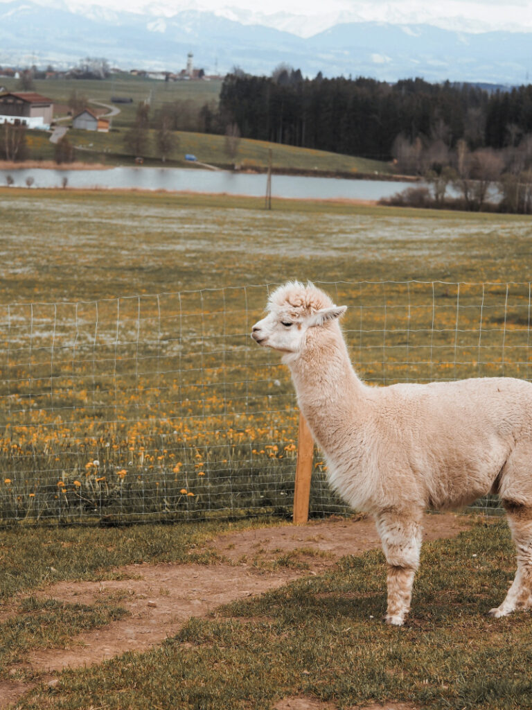 Kreativabend auf der Alpakaweide