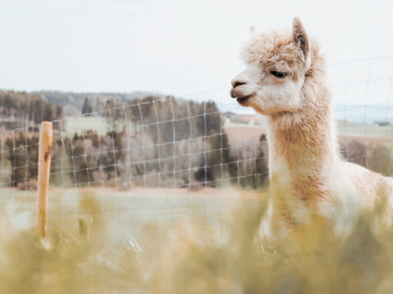 Zeit mit Alpakas beim Erlebnisbauernhof Alpakaliesl